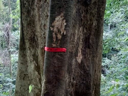 Kayu Kalek