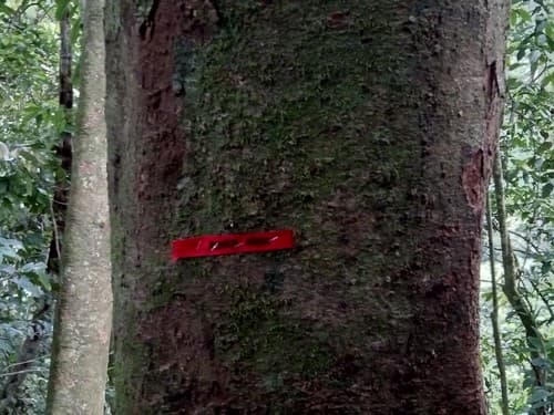 Kayu Kalek