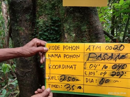 Pasang