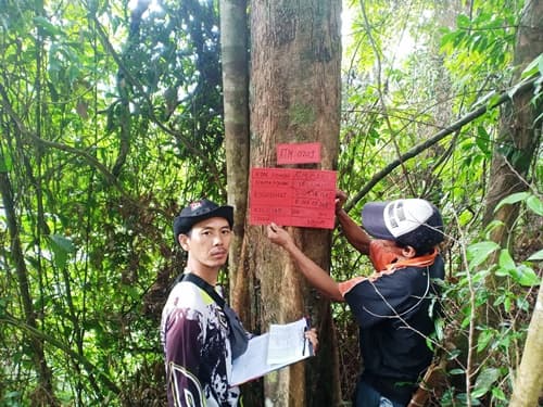 Seluai