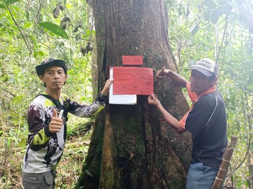 Seluai