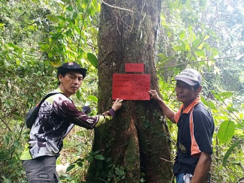 Seluai