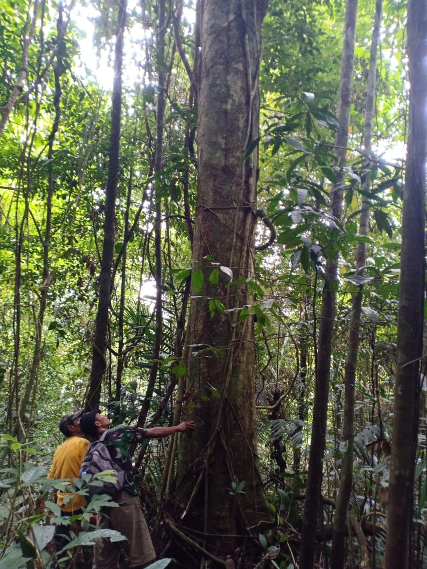 Kayu Labu