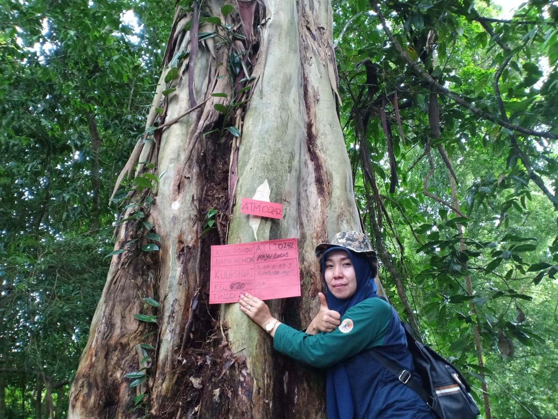 Kayu Lulus
