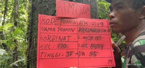 Pelawi