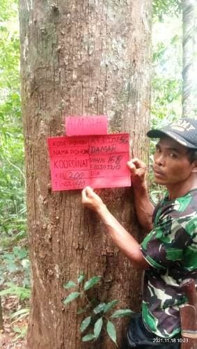 Damar