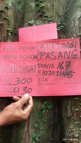 Pasang