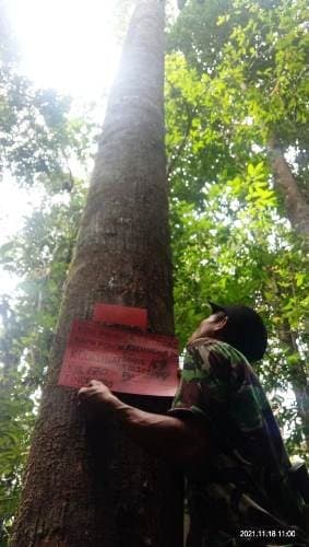 Kelungkut Daun