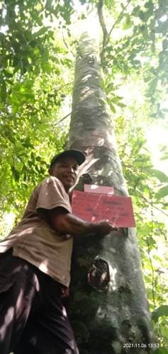 Bambang