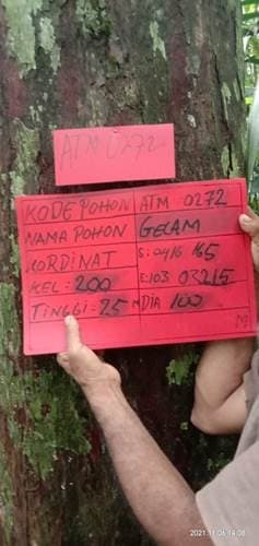 Gelam