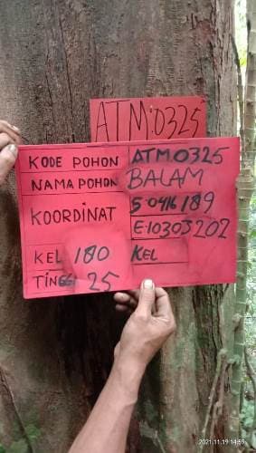 Balam