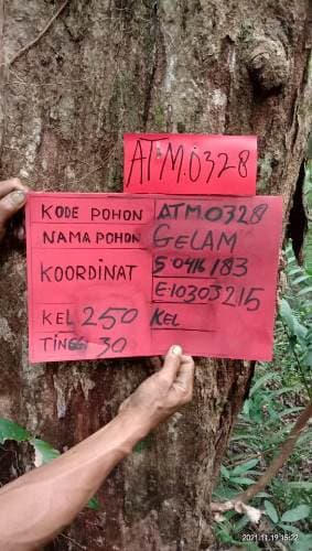 Gelam