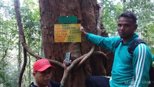 Kelapo Tupai