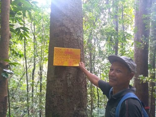 Cengal