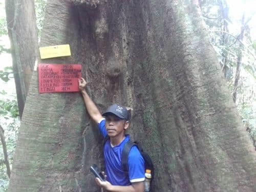 Kelapo Tupai