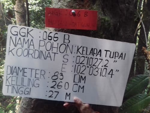 Kelapo Tupai