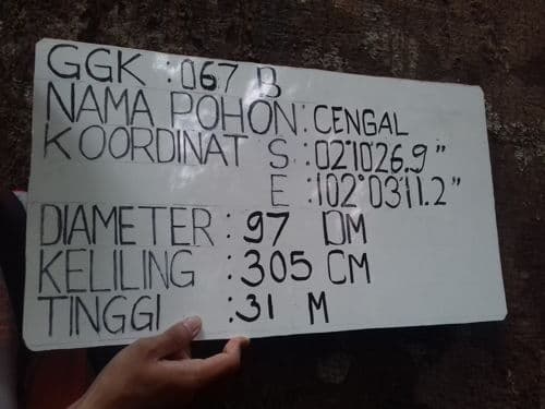Cengal