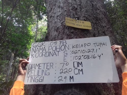 Kelapo Tupai