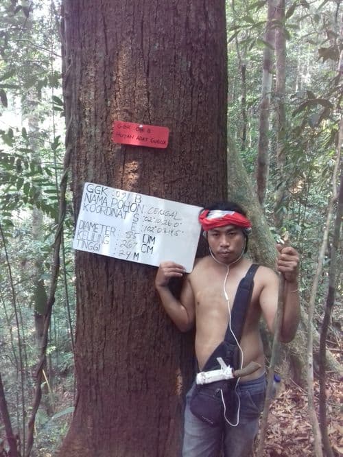 Cengal