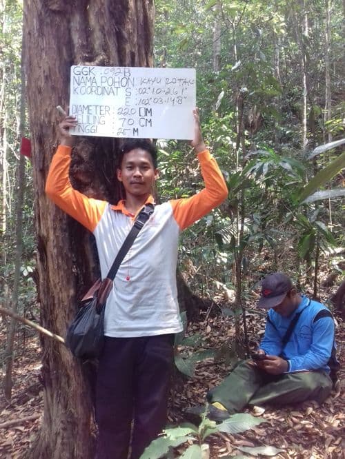 Kayu Rotan