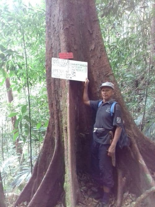Merantih Burung