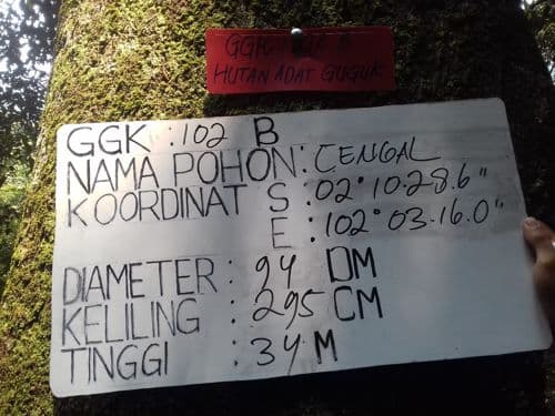 Cengal