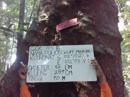 Klat Merah