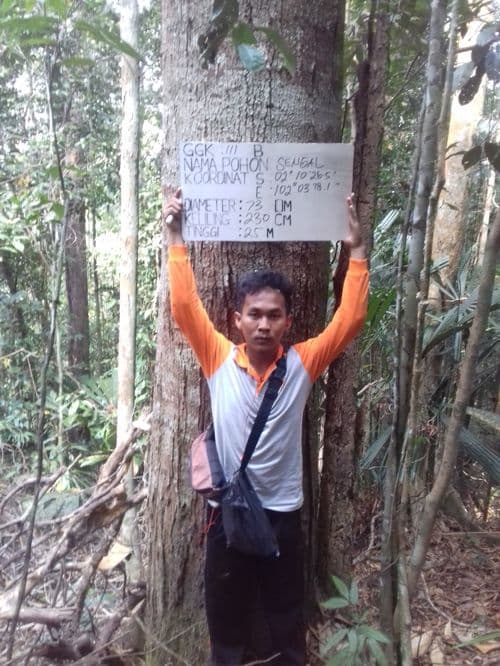 Cengal