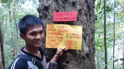 Kulim