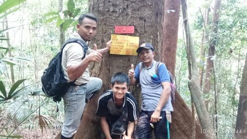 Cengal
