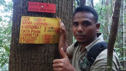 Cengal