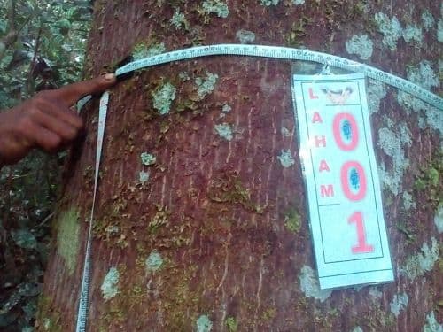Meranti Putih (ta sem)