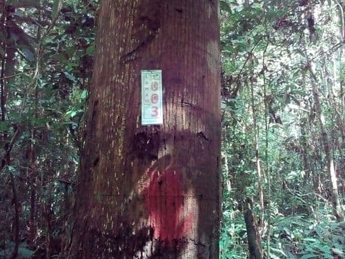 Meranti Merah