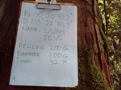 Keruing (uvah tevo)