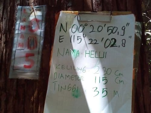 Bengkirai (helui)