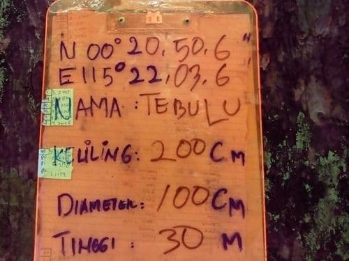 Meranti Kuning (tebulu)