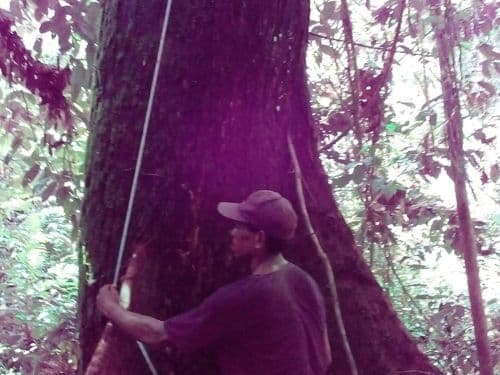 Bengkirai (helui)