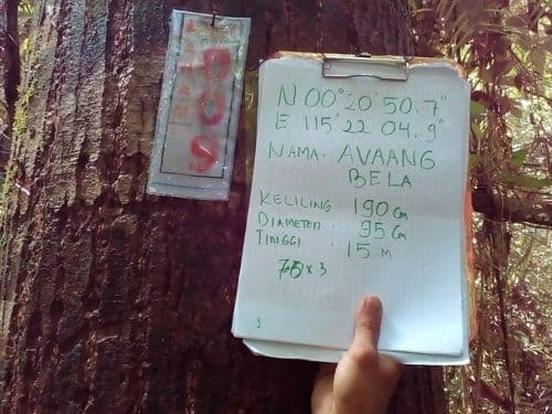 Meranti Merah