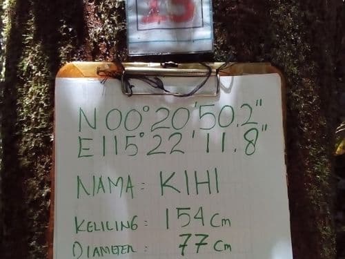 Meranti Putih (kihi)