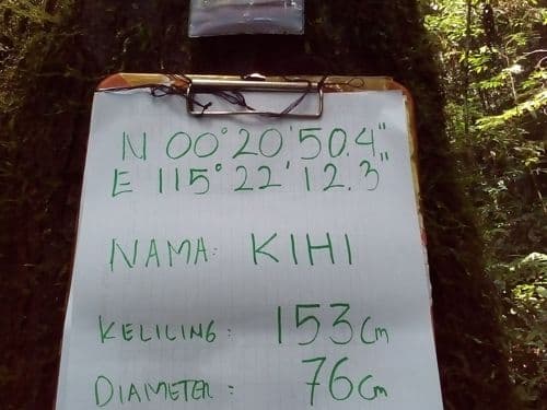 Meranti Putih (kihi)