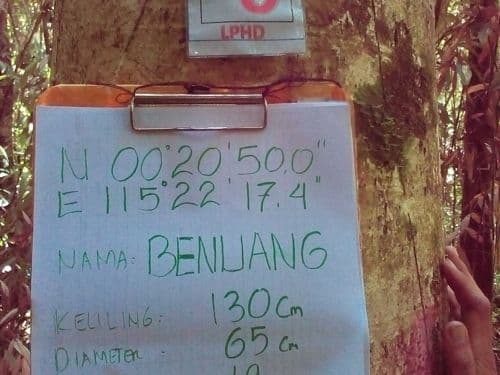 Benuang (benuang)