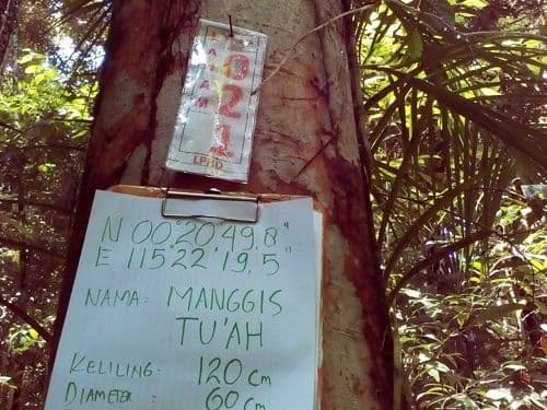 Mangis Hutan