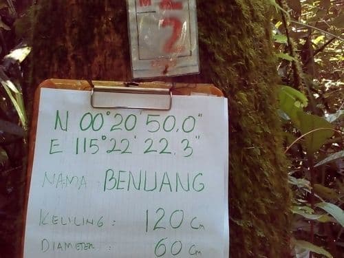 Benuang (benuang)
