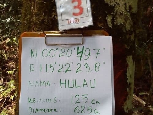 Anggih (hulau)