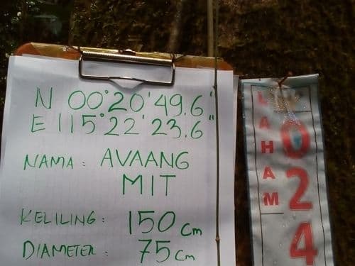 Meranti Kuning