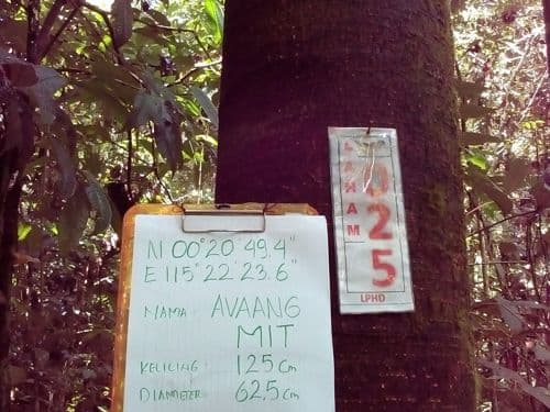 Meranti Kuning