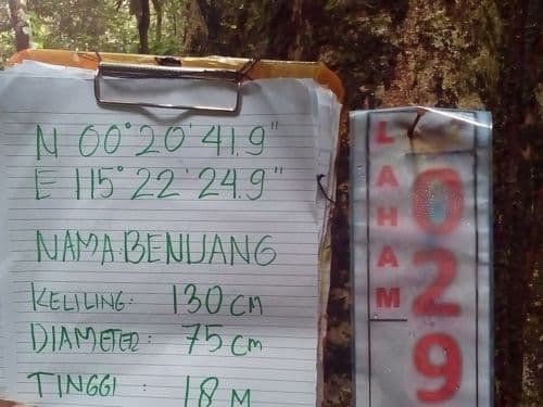 Benuang (benuang)