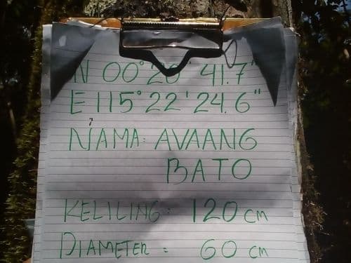 Meranti Batu (avaang bato)