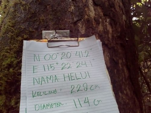 Bengkirai (helui)