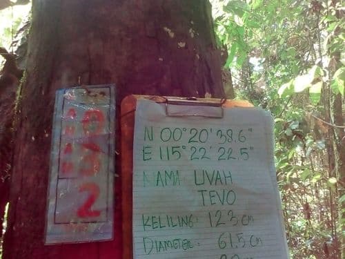 Keruing (uvah tevo)